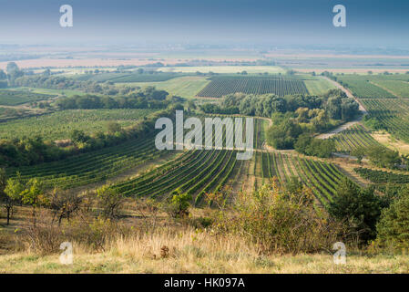 Vigneto in zona Velke Bilovice, Moravia Repubblica Ceca Foto Stock