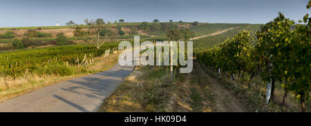 Vigneto in zona Velke Bilovice, Moravia Repubblica Ceca Foto Stock