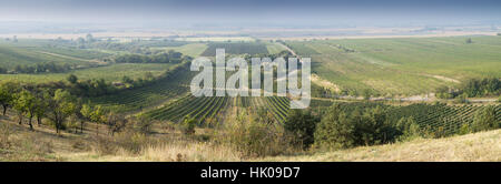 Vigneto in zona Velke Bilovice, Moravia Repubblica Ceca Foto Stock