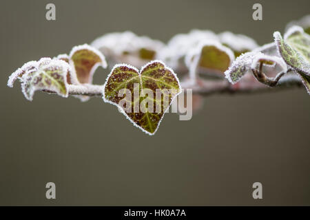 Edera (Hedera helix) foglie coperto di brina. Impianto in famiglia Araliaceae coperto di cristalli di ghiaccio in inverno freddo mattino Foto Stock