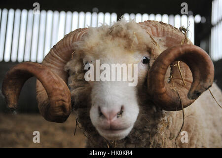 Il Dorset horn ovini Foto Stock