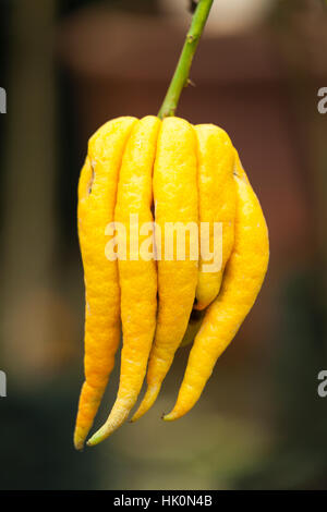 Dita cedro Citrus medica 'Buddha mano dell' = Citrus medica var. sarcodactylis. Foto Stock