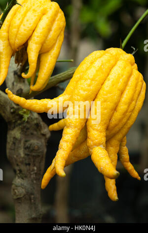 Dita cedro Citrus medica 'Buddha mano dell' = Citrus medica var. sarcodactylis. Foto Stock