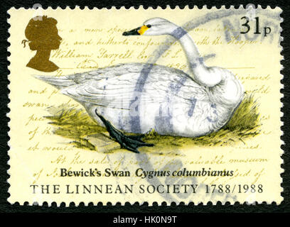 Gran Bretagna - circa 1988: un usato francobollo DAL REGNO UNITO, raffigurante una illustrazione di Bewicks Swan anche noto come Cygnus Columbianus, circa 1988. Foto Stock