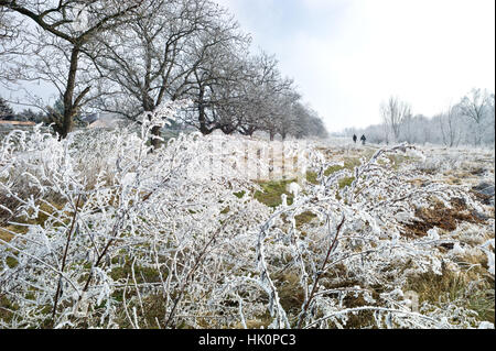 Trasformata per forte gradiente gelo su arbusti e alberi lungo le rive del fiume Nitra in Nove Zamkey Slovacchia con la temperatura a meno 10 gradi celsius Gennaio 2017 Foto Stock