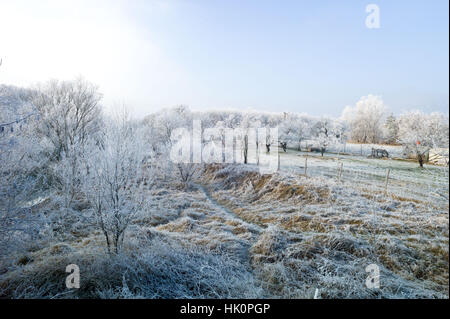 Trasformata per forte gradiente la brina su alberi ed arbusti lungo le rive del fiume Nitra in Nove Zamky Slovacchia Jan 2017 Foto Stock