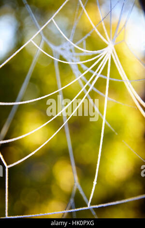 Una ragnatela creata da un ragno ha il gelo formando su di esso. Lo sfondo mostra d'autunno & inverno a colori. Foto Stock