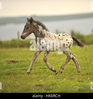 puledro al trotto Foto Stock