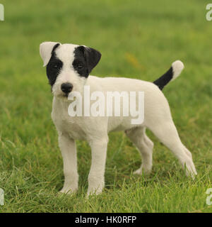 Jack Russell cucciolo Foto Stock