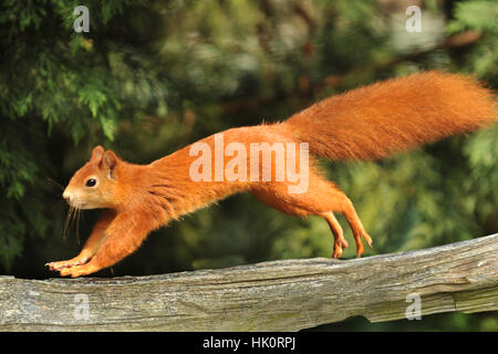 Scoiattolo rosso, Foto Stock