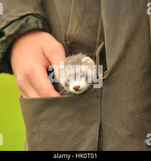 ferret in pochke di coatt Foto Stock