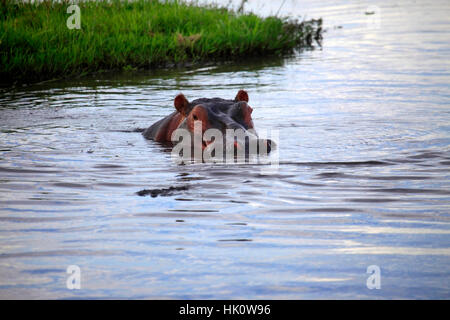 Ippopotamo nel fiume. Amboseli National Park in Kenya Foto Stock