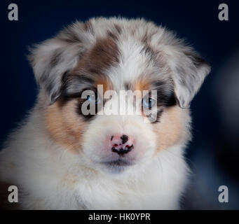 Pastore australiano cucciolo di cane in studio Foto Stock