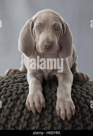 Weimaraner cucciolo sul cuscino in studio Foto Stock