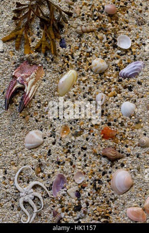 Macro immagini di conchiglie e di alghe su una sabbiosa spiaggia scozzese. Foto Stock