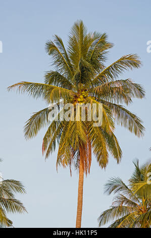 Palma da cocco top con fronde e noci di cocco Foto Stock