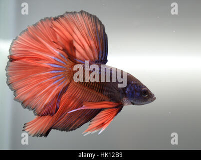 Orange halfmoon Siamese Fighting Fish Foto Stock