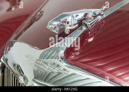 Jaguar mascotte del cofano su un 1955 Jaguar MK VIIM Berlina Foto Stock