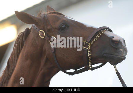 Hallandale Beach, FL, Stati Uniti d'America. 25 gennaio, 2017. California Chrome è visto Mercoledì, Jan 25, 2017 a Gulfstream Park in Hallandale Beach, Fla. Chrome avrà su undici altri cavalli nel sabato il Pegasus World Cup a Gulfstream nella sua ultima gara Credito: Sun-Sentinel/ZUMA filo/Alamy Live News Foto Stock