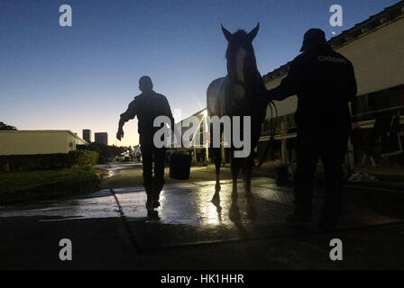 Hallandale Beach, FL, Stati Uniti d'America. 25 gennaio, 2017. California Chrome ottiene un bagno Mercoledì, Jan 25, 2017 a Gulfstream Park in Hallandale Beach, Fla. Chrome avrà su undici altri cavalli nel sabato il Pegasus World Cup a Gulfstream nella sua ultima gara Credito: Sun-Sentinel/ZUMA filo/Alamy Live News Foto Stock