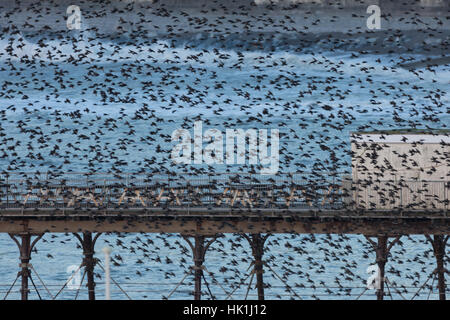 Aberystwyth, Ceredigion, Wales, Regno Unito. 25 gennaio, 2017. Regno Unito: Meteo storni piomba intorno a Aberystwyth prima sono ' appollaiati sotto il molo per la notte, dove trovare calore. Come le persone si radunano per guardare e fotografare la vista spettacolare, dopo una chiara giornata di sole. Credito: Ian Jones/Alamy Live News Foto Stock