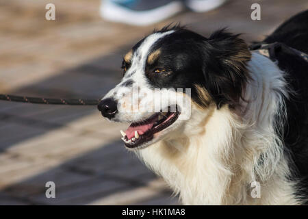 Hull, Regno Unito. 4 febbraio 2017. anti sun dimostrazione in hull, uk credit: Matteo appleyard/alamy live news Foto Stock