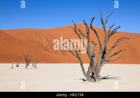 La Scenic Sossusvlei e Deadvlei. Di grandi dimensioni e di argilla salina con intrecciato di alberi di acacia circondato da maestose dune di sabbia. Foto Stock