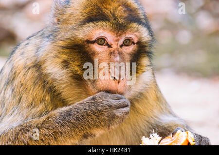 Barberia scimmia macaco mangiare un mandarino, Ifrane, Marocco Foto Stock