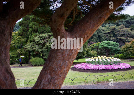 Crisantemo presentano in Shinjuku Gyoen park, Tokyo Foto Stock