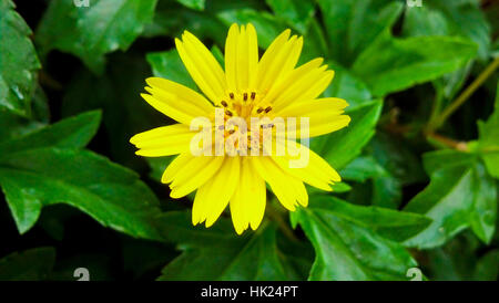 Bellissimo singolo fiore giallo su verde lascia lo sfondo Foto Stock