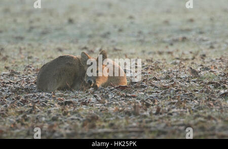 Un inizio di mattina colpo di un cinese acqua Deer (Hydropotes inermis) avvolto a ricciolo e poggiante sul frosty erba. Foto Stock