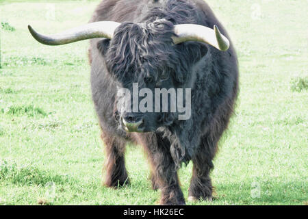 Vacche al Churchill Heritage Farm, Churchill Island, Victoria, Australia Foto Stock