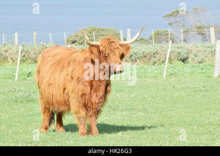 Vacche al Churchill Heritage Farm, Churchill Island, Victoria, Australia Foto Stock