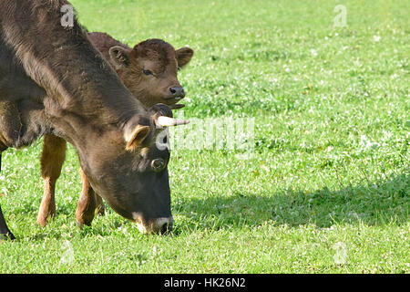 Vacche al Churchill Heritage Farm, Churchill Island, Victoria, Australia Foto Stock