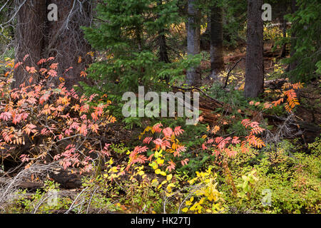 Caduta di cenere di montagna attraverso foglie di abete e abete rosso lungo lo sci Lago Trail. Bridger-Teton National Forest, Wyoming Foto Stock