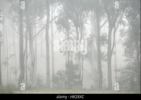 Mattinata nebbiosa tra alberi in Kangaroo Valley Australia Foto Stock