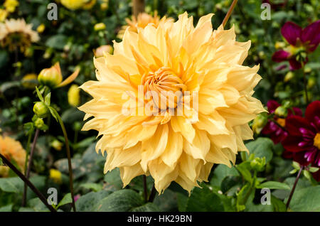 Dahlia Hamari oro fioritura in settembre nel Regno Unito Foto Stock