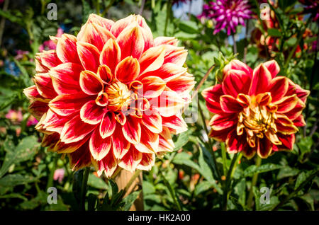 Dahlia Bollego gloria della fioritura in settembre nel Regno Unito Foto Stock