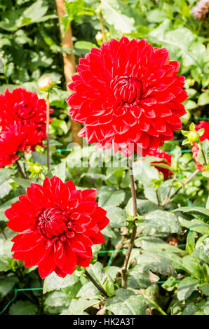 Giardino Dahlia meraviglia fioritura in settembre nel Regno Unito Foto Stock