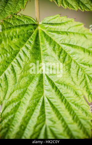 Foglia verde. La natura particolare con texture organico. Sfondo naturale. Foto Stock