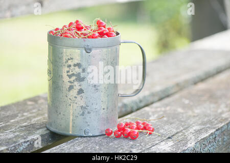 Appena raccolto rosse bacche Ribes in cucchiaio sul tavolo da giardino. Stile di vita estiva scena con nessun popolo. Foto Stock