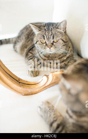 Cat guardando a se stesso in uno specchio. Giocoso pet che ammirare il suo aspetto. Foto Stock