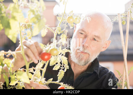 Il vecchio uomo giardinaggio, prendersi cura di piante e verdure sul balcone. Concetto di verde e di uno stile di vita urbano garden. Foto Stock