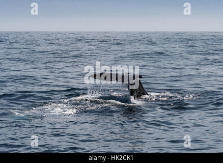 Sperma balena passera nera e immersioni off Kaikoura coast. Isola del Sud, Nuova Zelanda. Foto Stock