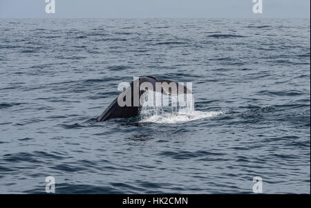 Sperma balena passera nera e immersioni off Kaikoura coast. Isola del Sud, Nuova Zelanda. Foto Stock