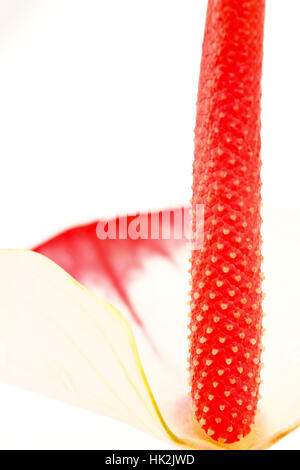 Macro Close-up, macro di ammissione, vista ravvicinata, flora, negozio di fiori, pagina, Foto Stock