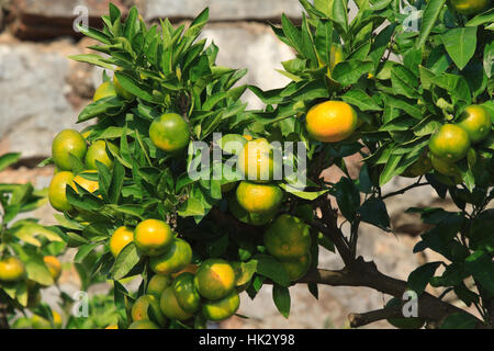 Mature tangerini su un ramo di close-up orizzontale Foto Stock