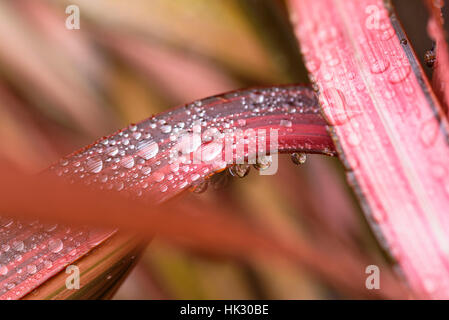 Phormium foglie con gocce di pioggia.Phormium bagliore di sera, Nuova Zelanda di lino. Foto Stock