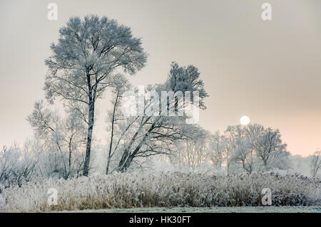 Inverno scenic con forsted alberi in un paesaggio conservation area denominata Goachat vicino a Schrobenhausen (Baviera, Germania) Foto Stock