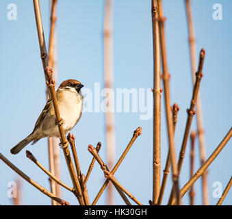Primo piano di una struttura ad albero eurasiatica Sparrow seduta sul ramoscello di una boccola Foto Stock